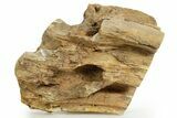 Triassic-Age Petrified Wood Log - Madagascar #379266-1
